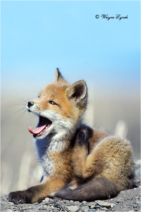 Red Fox 102a by Dr. Wayne Lynch &copy;